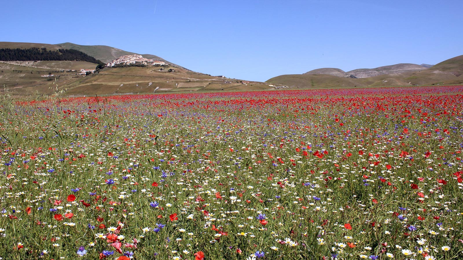 Castelluccio di Norcia in Umbria