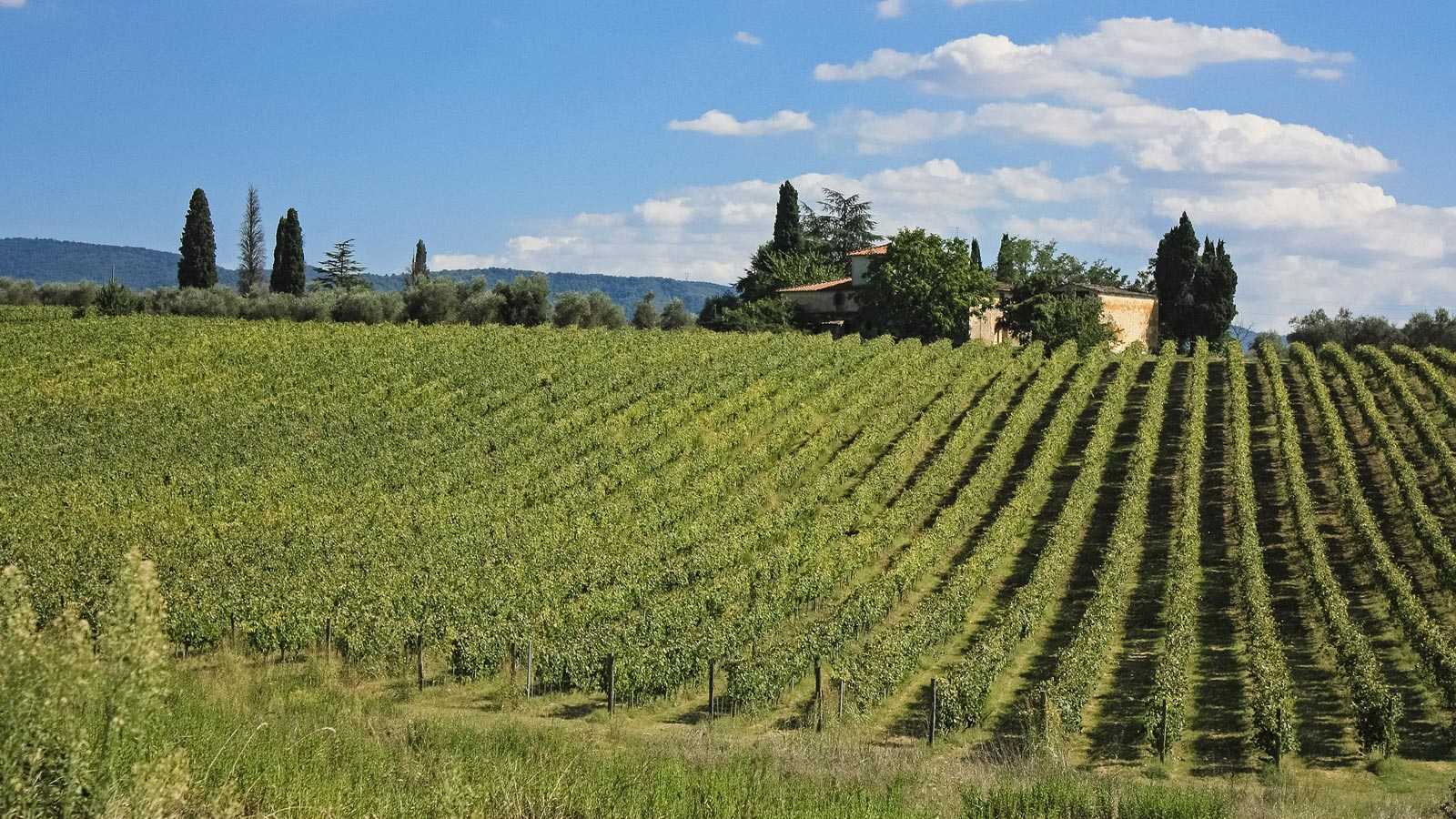 Le magnifiche colline toscane con cipressi